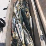 070318 Mahi Fishing Report 2 Ocean City Maryland