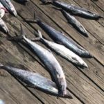 071618 King Mackeral | Fishing Report Ocean City MD
