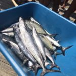 081518 Mackerel | Fishing Report