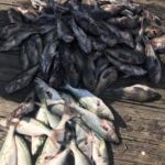 101318 Mixed Bag Fishing Report